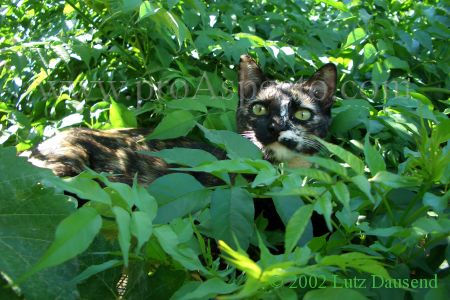 ProAspecto  Animals (c) 2005 Lutz Dausend