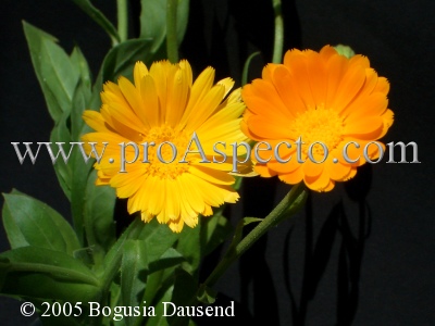 ProAspecto  Flora (c) 2005 Bogusia Dausend