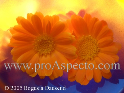 ProAspecto  Diverses (c) 2005 Bogusia Dausend