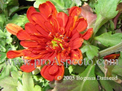 ProAspecto  Flora (c) 2004 Bogusia Dausend