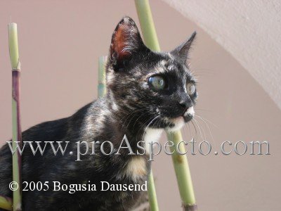 ProAspecto  Animals (c) 2005 Bogusia Dausend