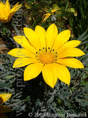 ProAspecto  Flora (c) 2005 Bogusia Dausend