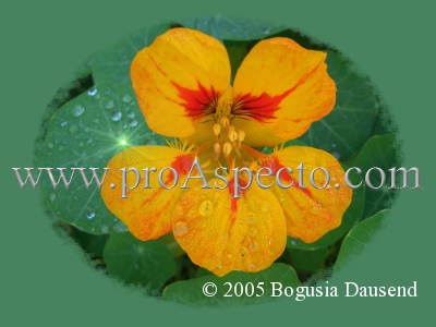 ProAspecto  Diverses (c) 2005 Bogusia Dausend