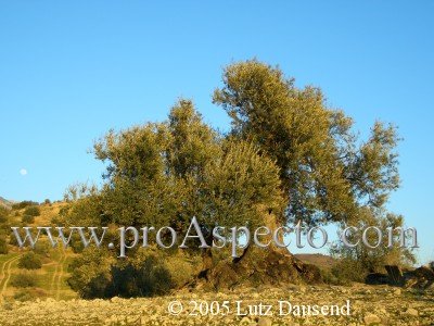 ProAspecto  Paisajes (c) 2005 Lutz Dausend