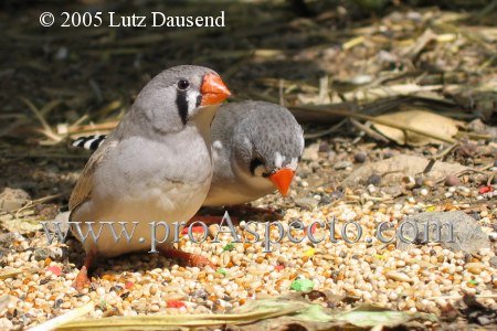 ProAspecto  Tiere (c) 2005 Lutz Dausend