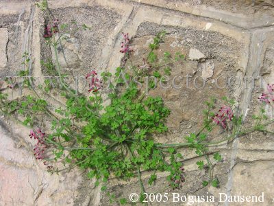 ProAspecto  Flora (c) 2005 Bogusia Dausend