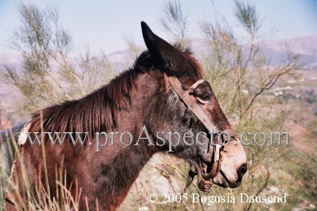 ProAspecto  Animals (c) 2005 Bogusia Dausend