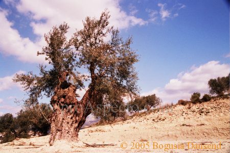 ProAspecto  Paisajes (c) 2005 Bogusia Dausend