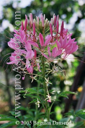 ProAspecto  Flora (c) 2004 Bogusia Dausend