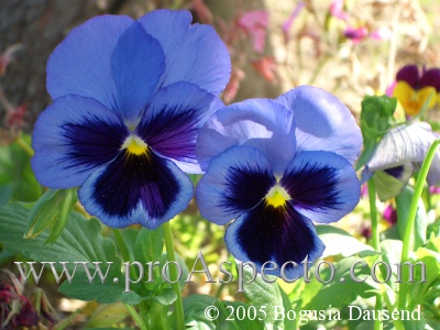 ProAspecto  Flora (c) 2005 Bogusia Dausend