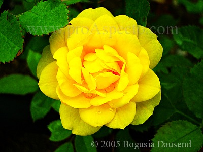 ProAspecto  Flora (c) 2005 Bogusia Dausend