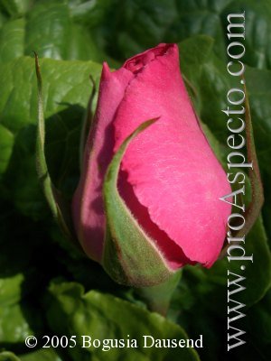 ProAspecto  Flora (c) 2005 Bogusia Dausend