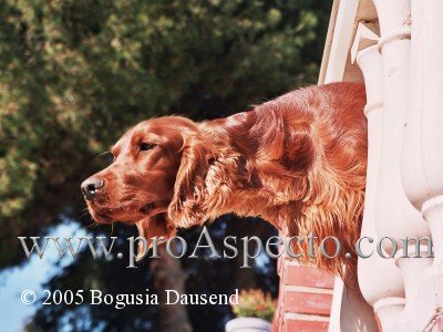 ProAspecto  Tiere (c) 2005 Bogusia Dausend