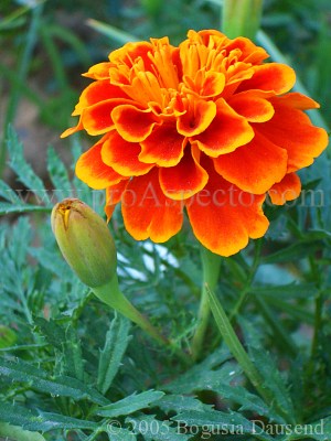 ProAspecto  Flora (c) 2005 Bogusia Dausend