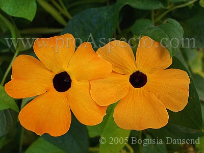 ProAspecto  Flora (c) 2005 Bogusia Dausend